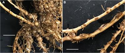 Microbiome analysis revealed distinct microbial communities occupying different sized nodules in field-grown peanut